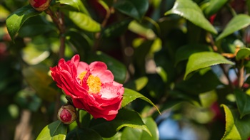 <em>Camellia sasanqua</em>